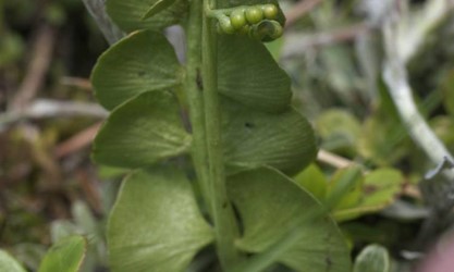 Die Mondraute, ein seltener Farn