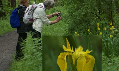 Fotomotiv Schwertlilien, Ratzeburger See Westufer