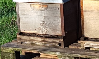 Kurz nach der Öffnung erkunden die Bienen bereits ihr neues Zuhause