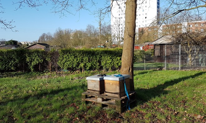Kleingärten in der Stadt - ideale Voraussetzungen für unsere Bienen.