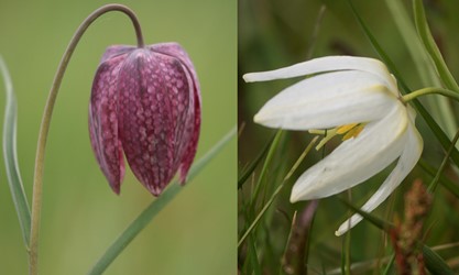 Schachbrettblumen am Junkernfeld