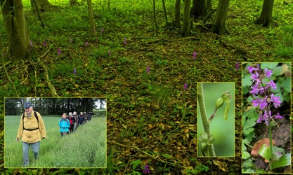Wanderung: Kaltenkirchen Kirsdorfer Wohld Ulzburg. Orchideenblüte im Forst Endern